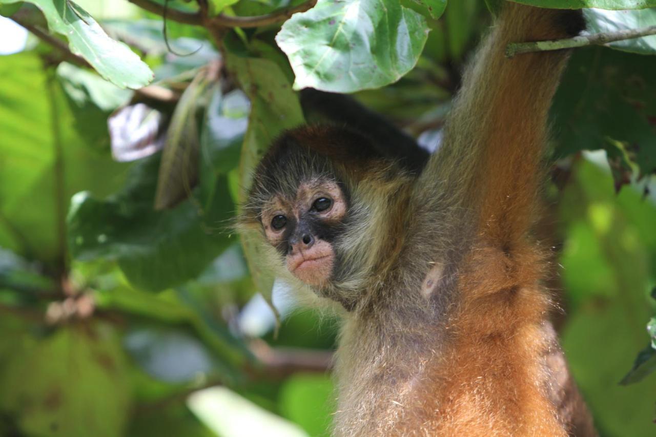 Monkey Panama